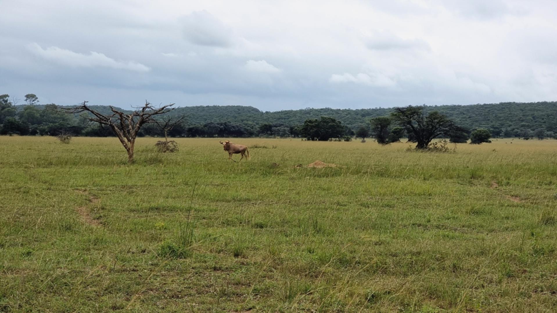 739697_Photo_565ha_Game__Hunting_and_Breeding_Farm_for_Sale_(96).jpeg