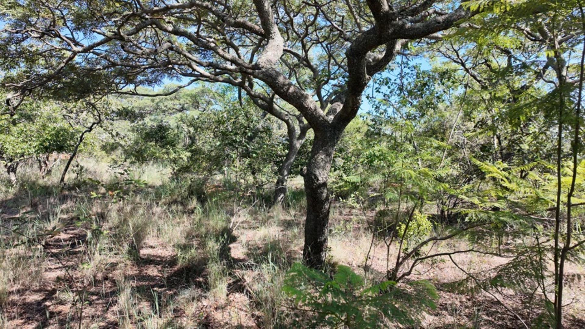 Farm for Sale - Limpopo