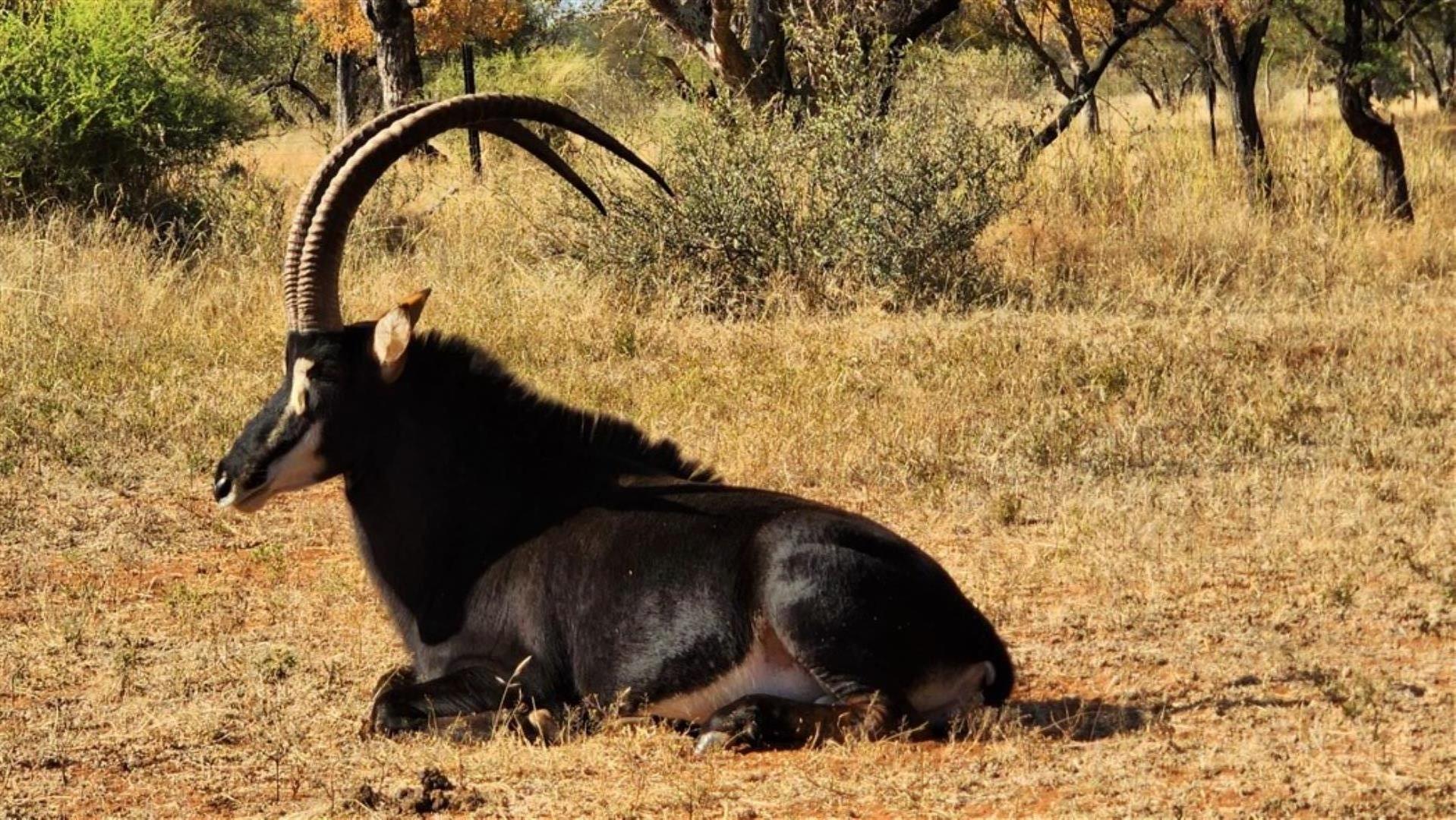 12 Bedroom Game Farm or Lodge for Sale - Limpopo