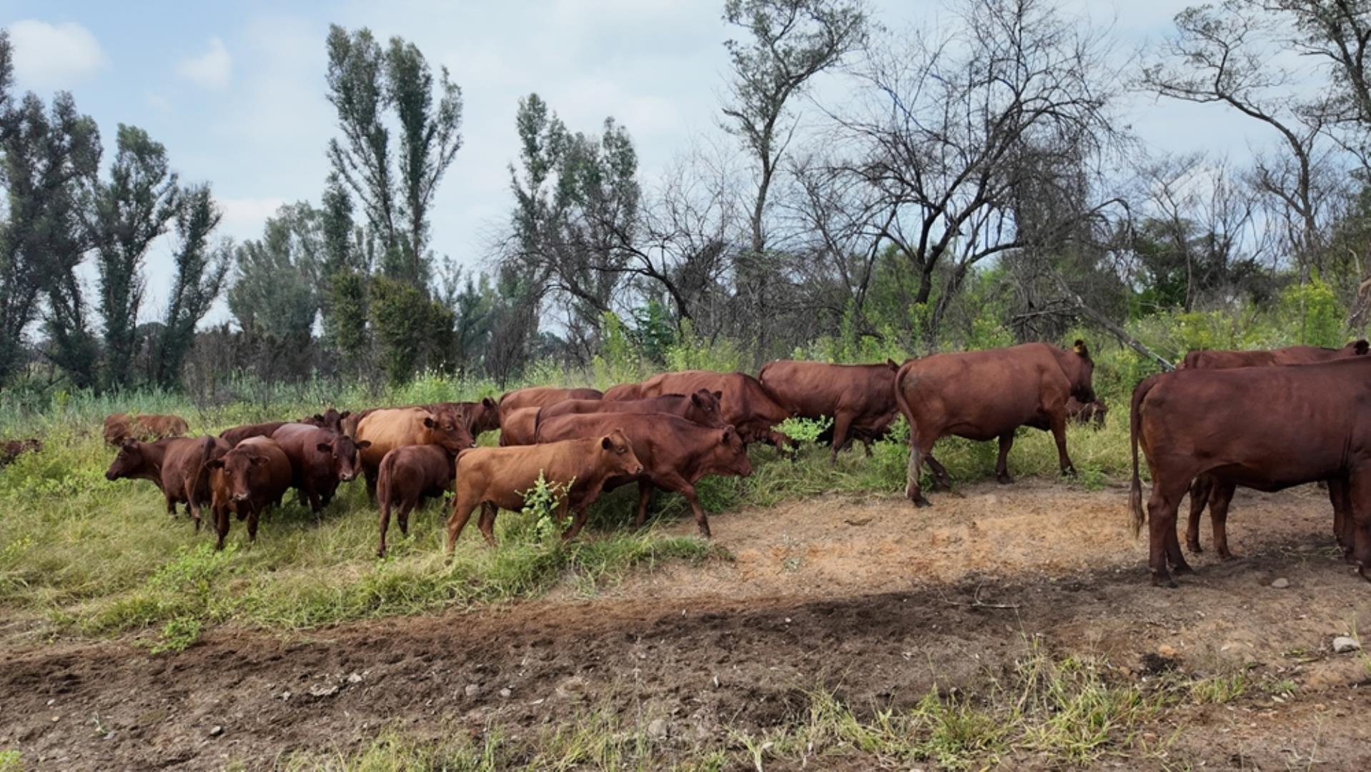 753709_1600ha_Vaalwater_Irrigation_and_Cattle_Farm_for_Sale_(91).jpeg