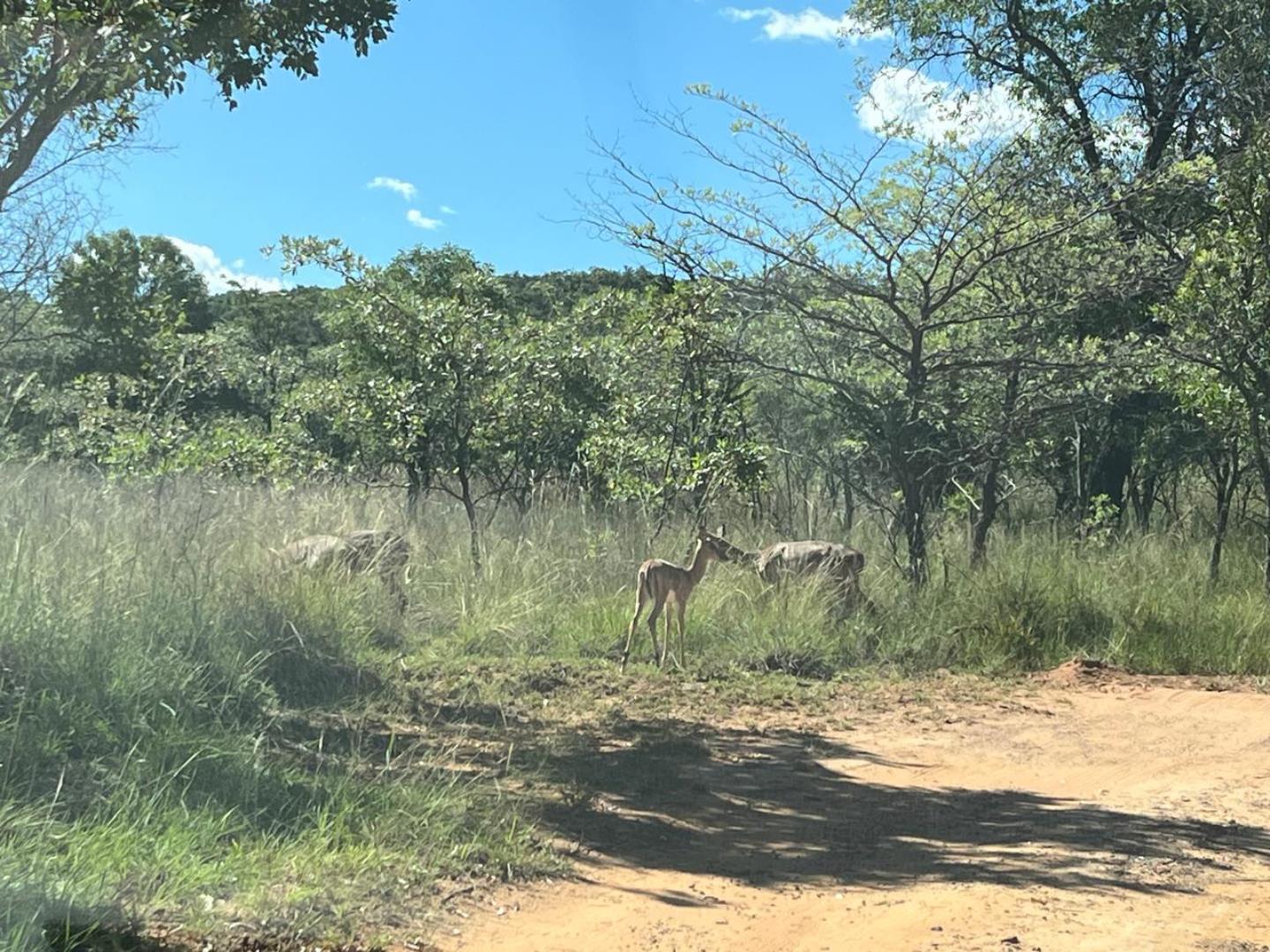756790_Impalas_1.jpg