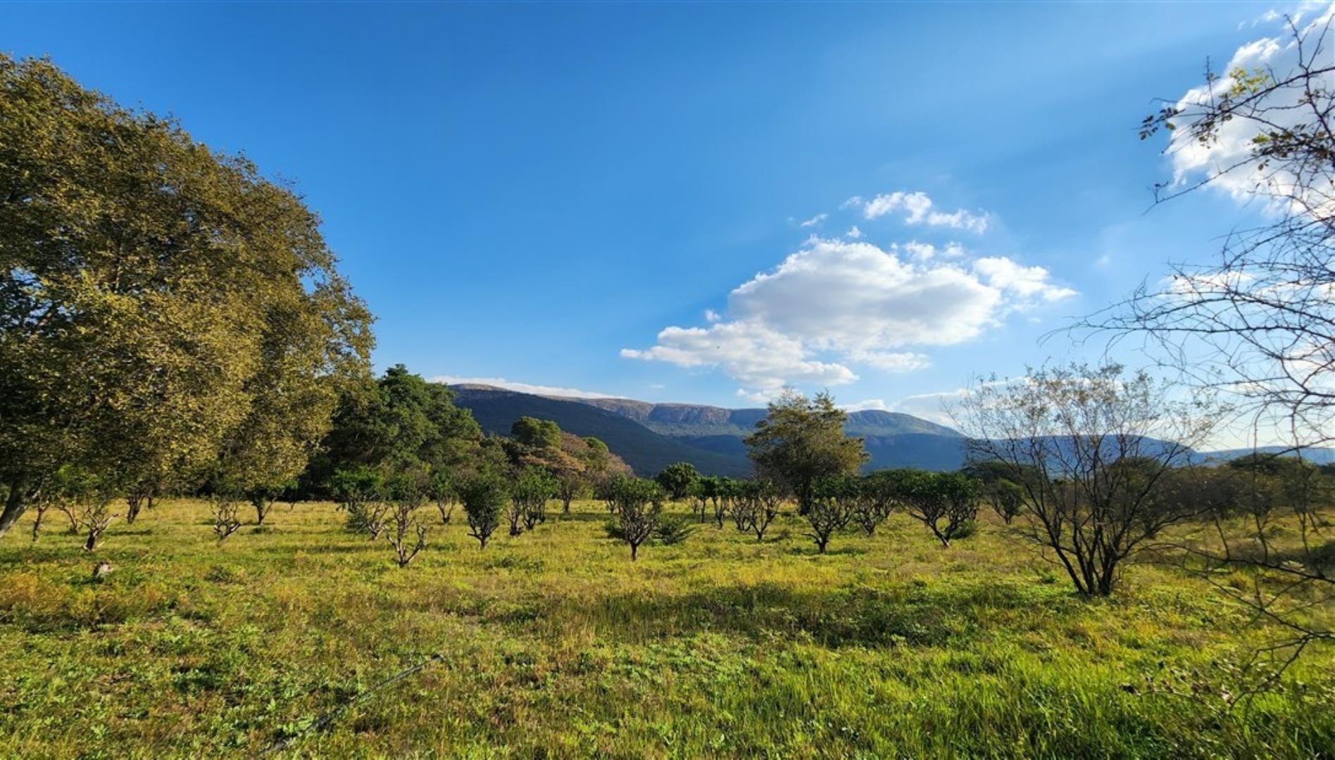 757349_Citrus_Orchard_1.jpg