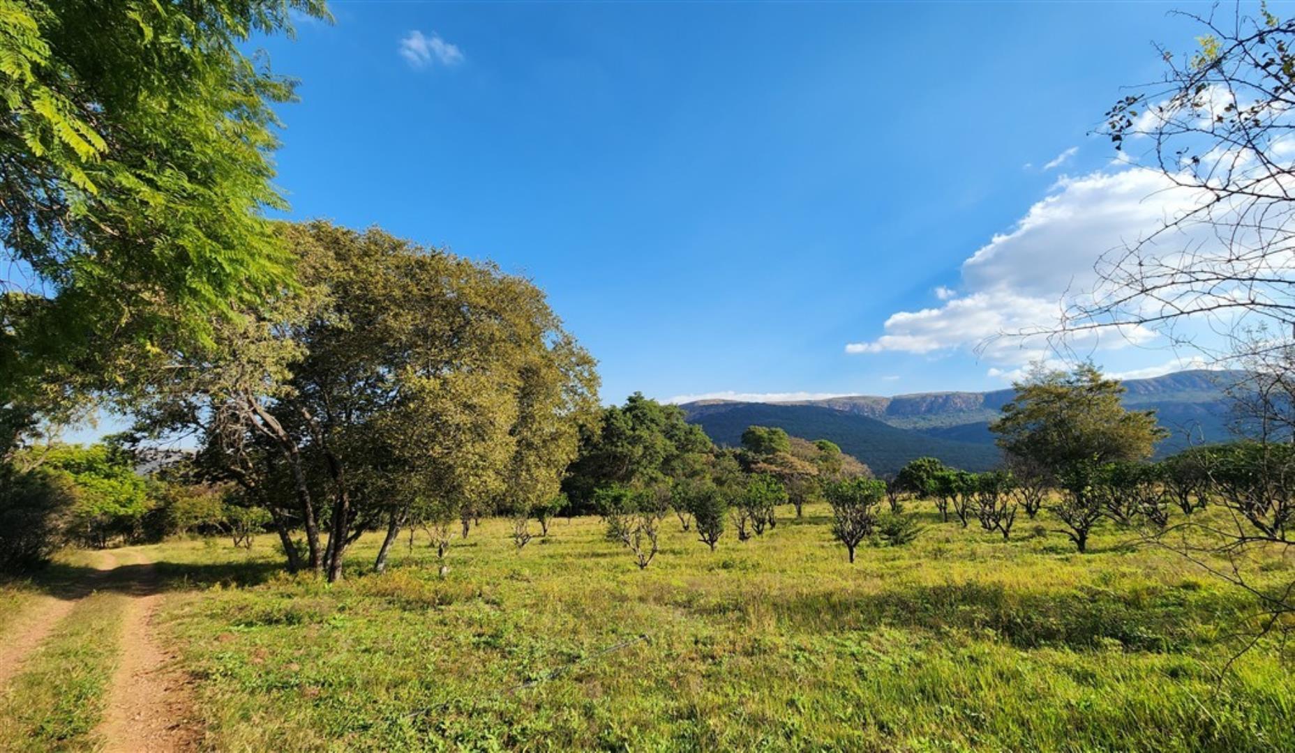 757349_Citrus_Orchard_2.jpg