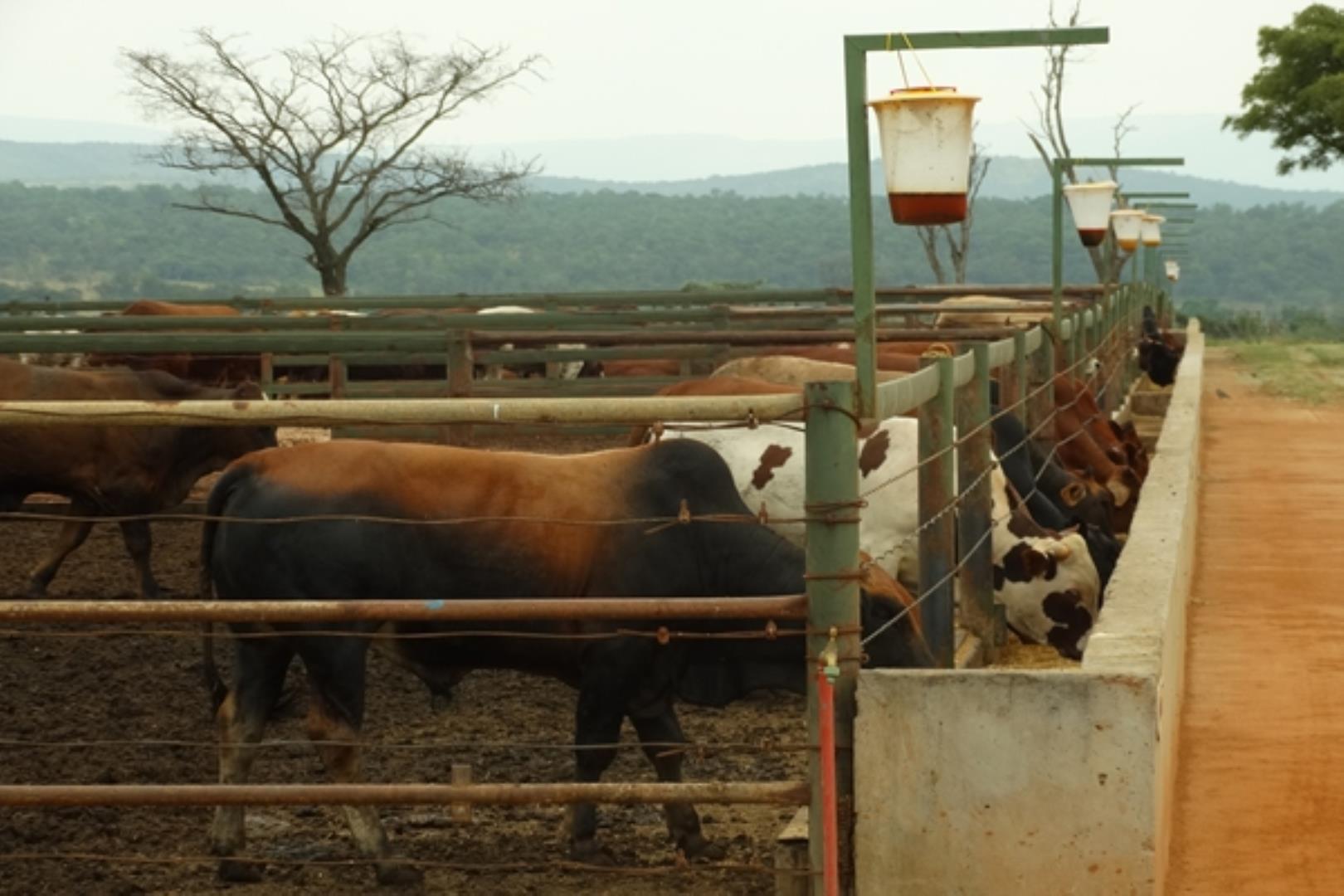 11 Bedroom Farm for Sale - Limpopo