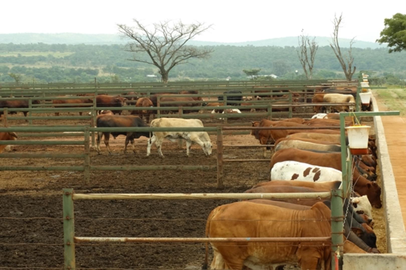 761335_1419ha_Feedlot___Irrigation_and_Game_Combination_Farm_for_Sale_Naboomspruit_(115).jpg