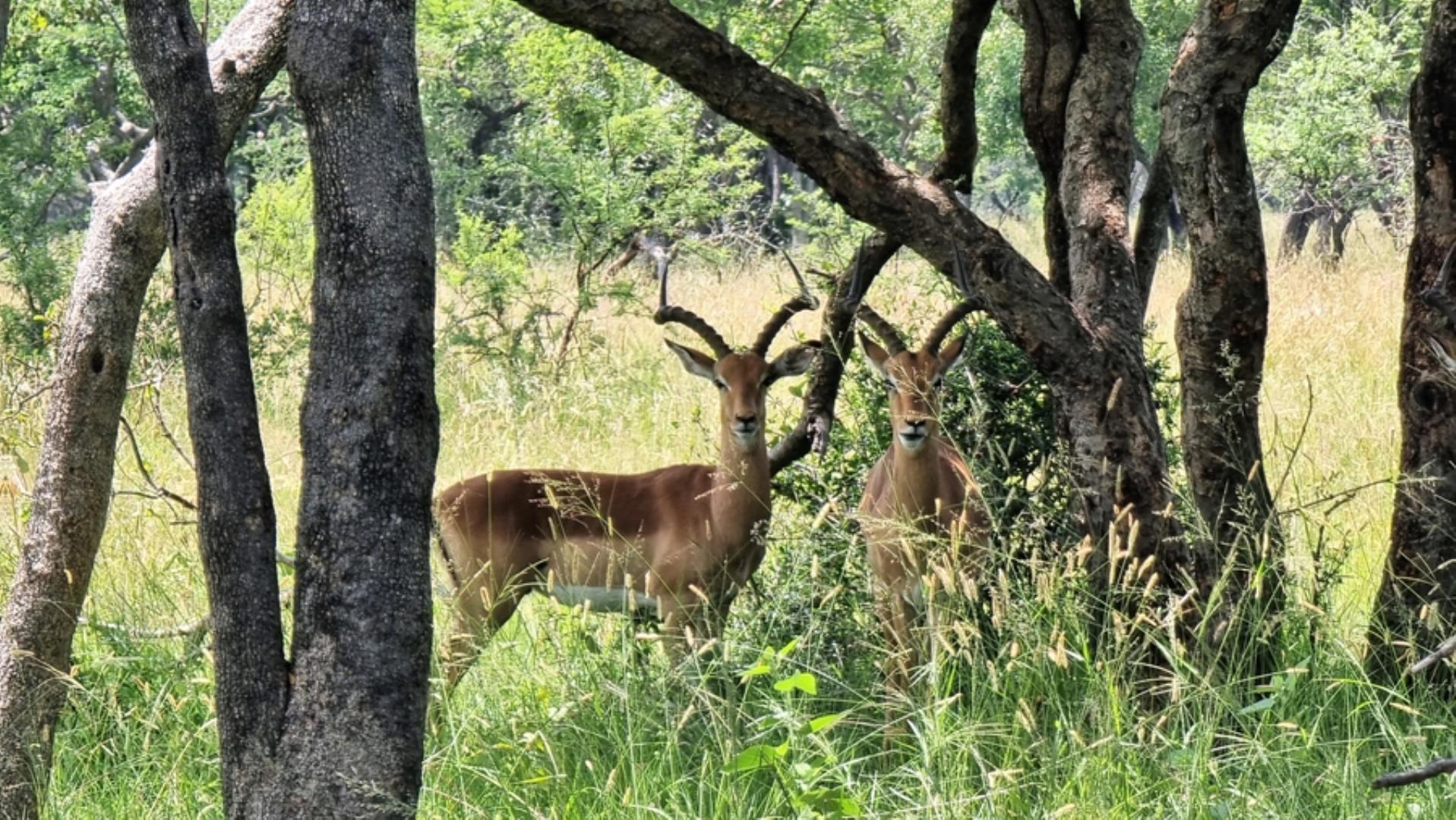 1 Bedroom Farm for Sale - Limpopo