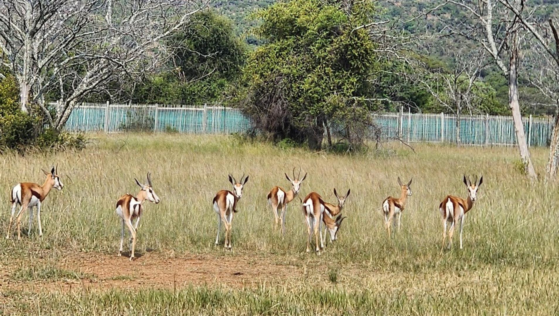 762506_536_ha_Springbuck_1.jpg
