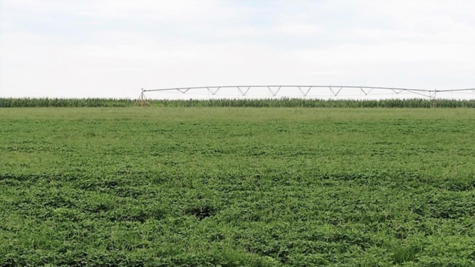 4 Bedroom Farm for Sale - Limpopo