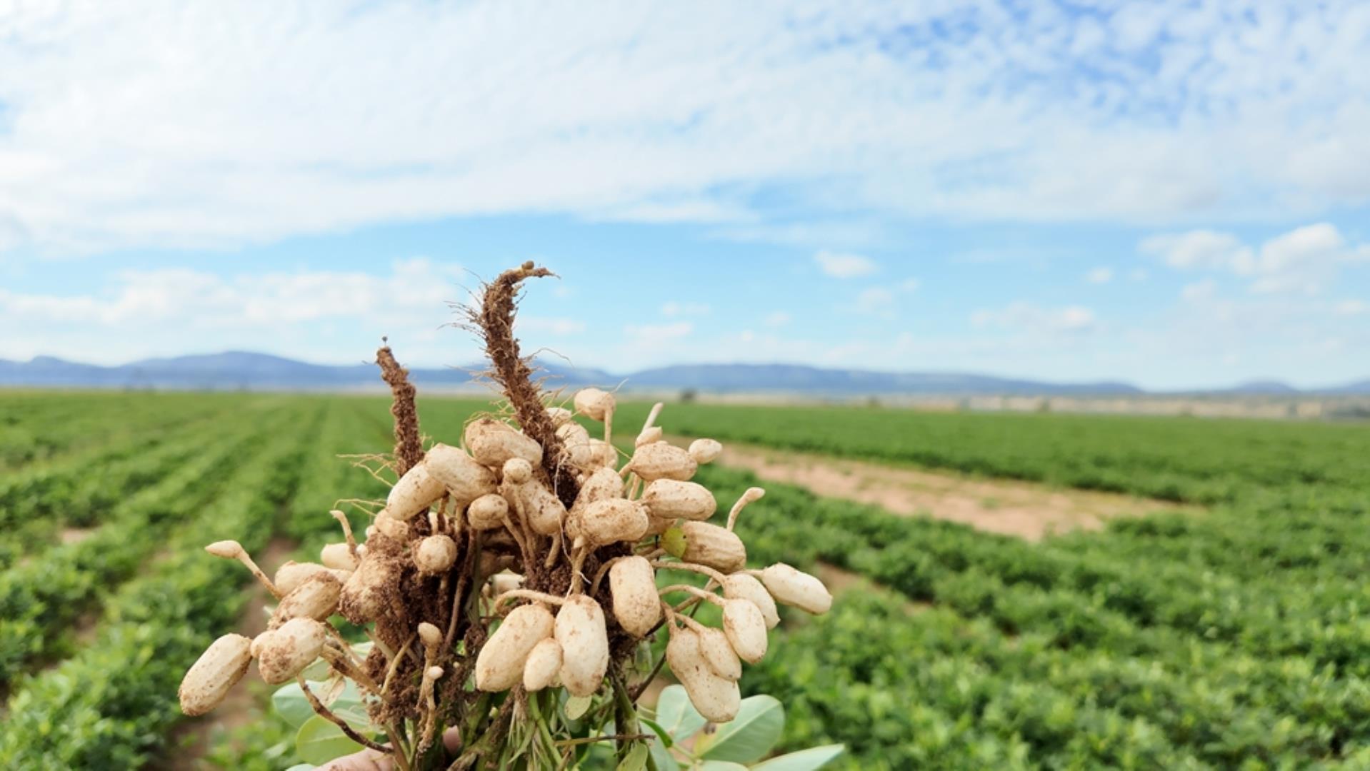 763067_408ha_Irrigation_and_Cattle_Farm_Alma_Area_(80).jpeg