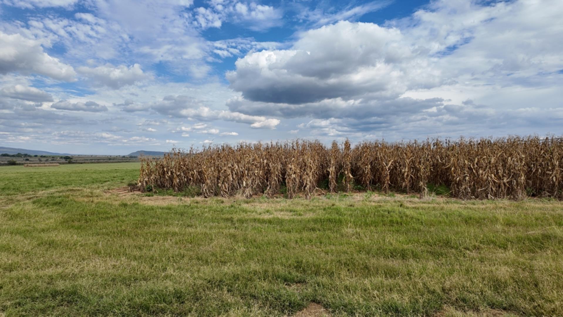 763067_408ha_Irrigation_and_Cattle_Farm_Alma_Area_(82).jpeg