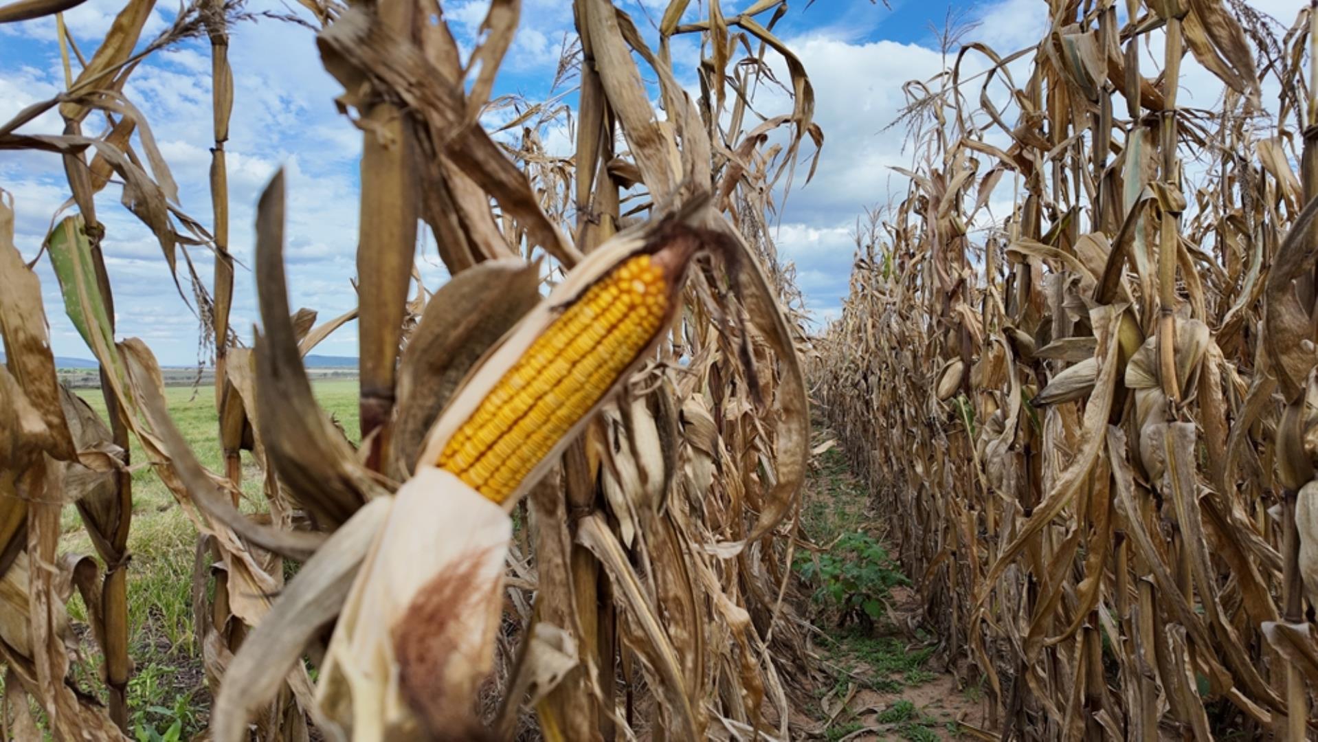 763067_408ha_Irrigation_and_Cattle_Farm_Alma_Area_(84).jpeg
