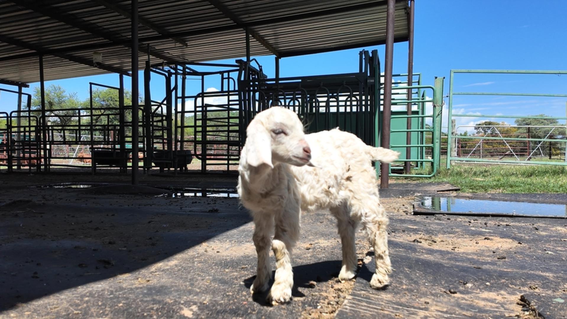 10 Bedroom Farm for Sale - Limpopo