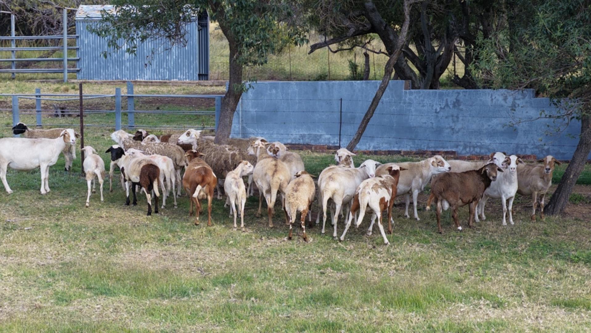 764120_132ha_Bela_Bela_Farm_For_Sale_(67).jpeg