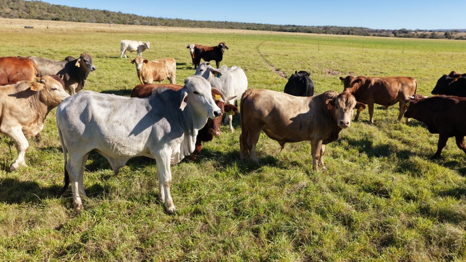 8 Bedroom Farm for Sale - Limpopo