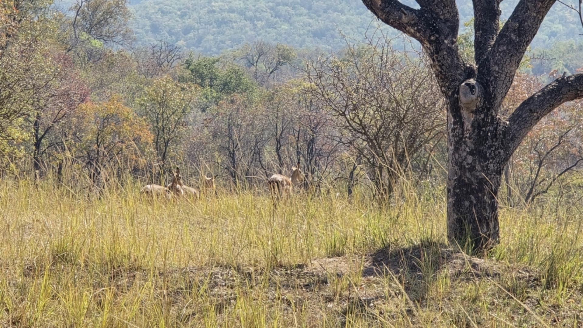 766637_620ha_Magnificent_Game_Farm_FOR_SALE_Naboomspruit_(113).jpeg
