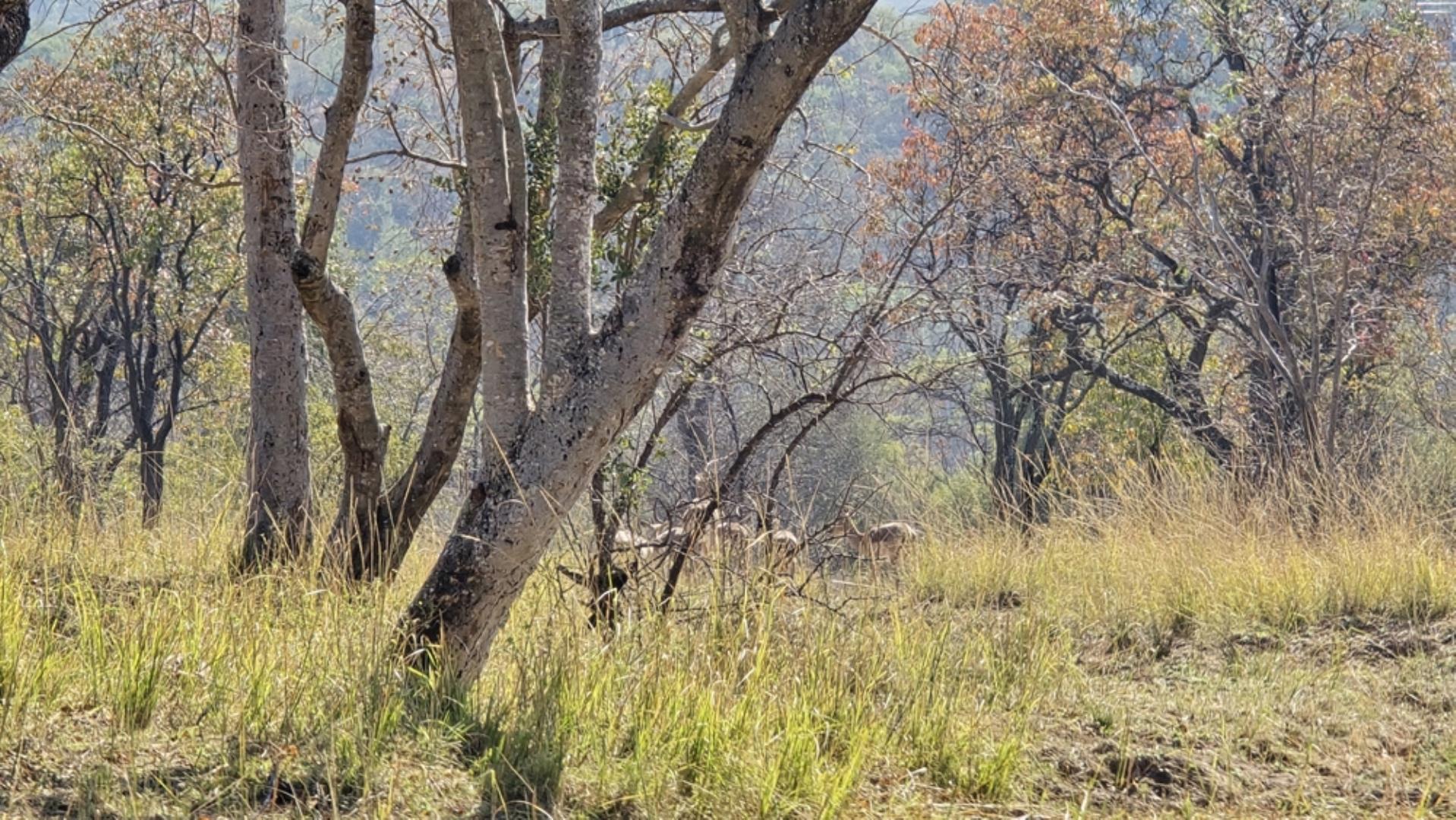 766637_620ha_Magnificent_Game_Farm_FOR_SALE_Naboomspruit_(114).jpeg