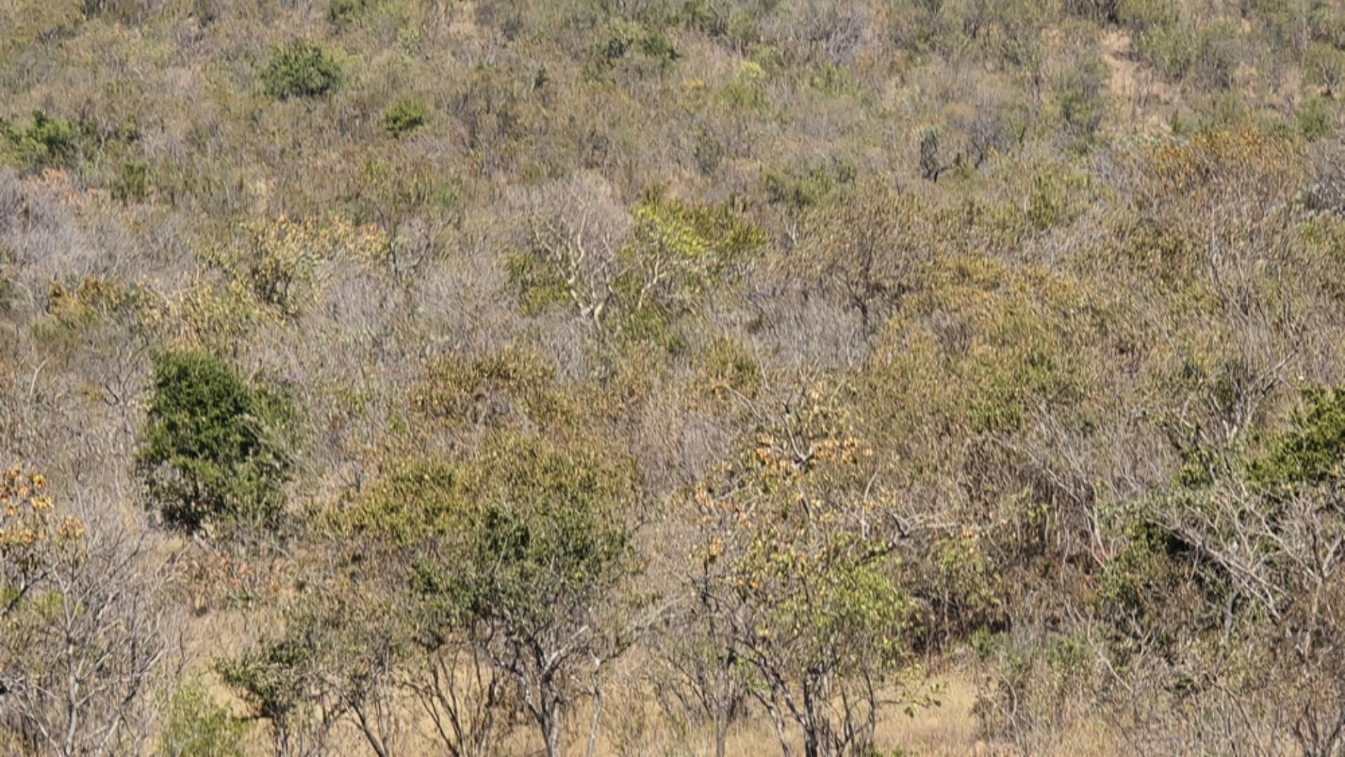 766637_620ha_Magnificent_Game_Farm_FOR_SALE_Naboomspruit_(116).jpeg