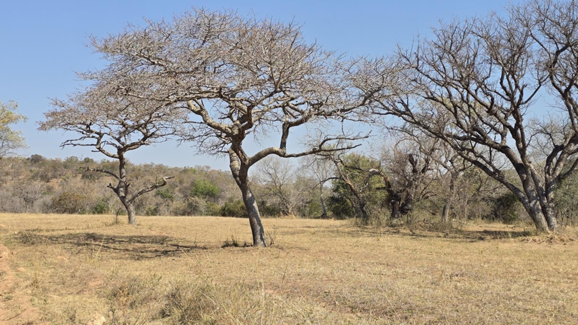 766637_620ha_Magnificent_Game_Farm_FOR_SALE_Naboomspruit_(92).jpeg