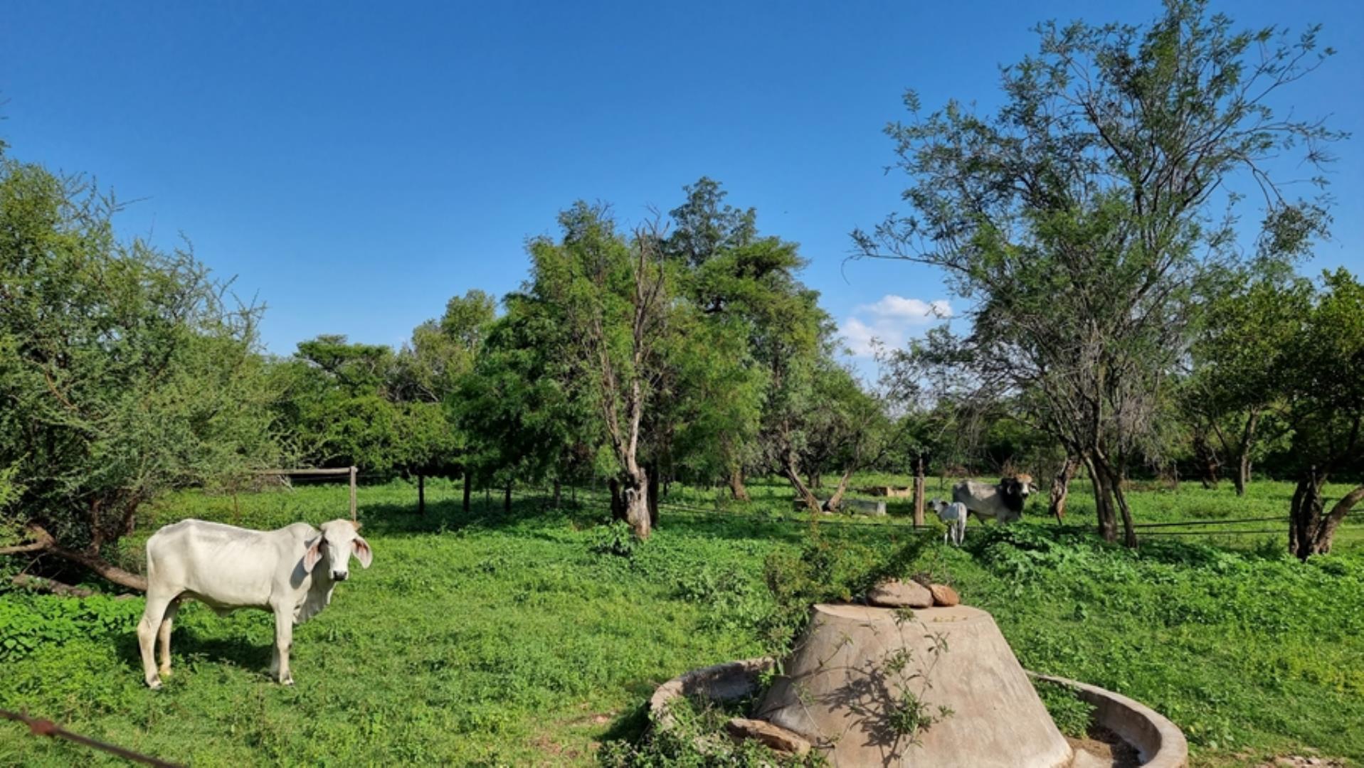 5 Bedroom Farm for Sale - Limpopo