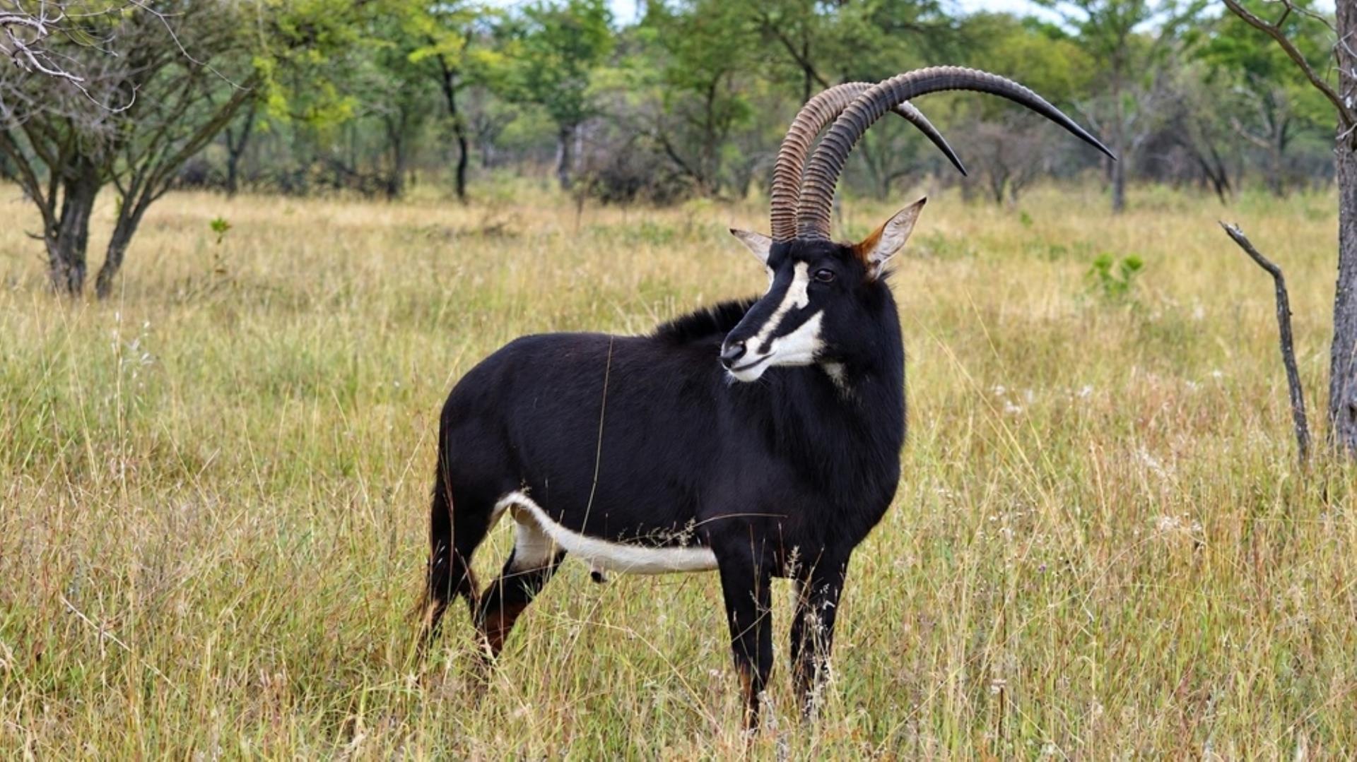 769790_803ha_Dinokeng_Tourism__Game_and_Hunting_Farm_FOR_SALE_(126).jpeg