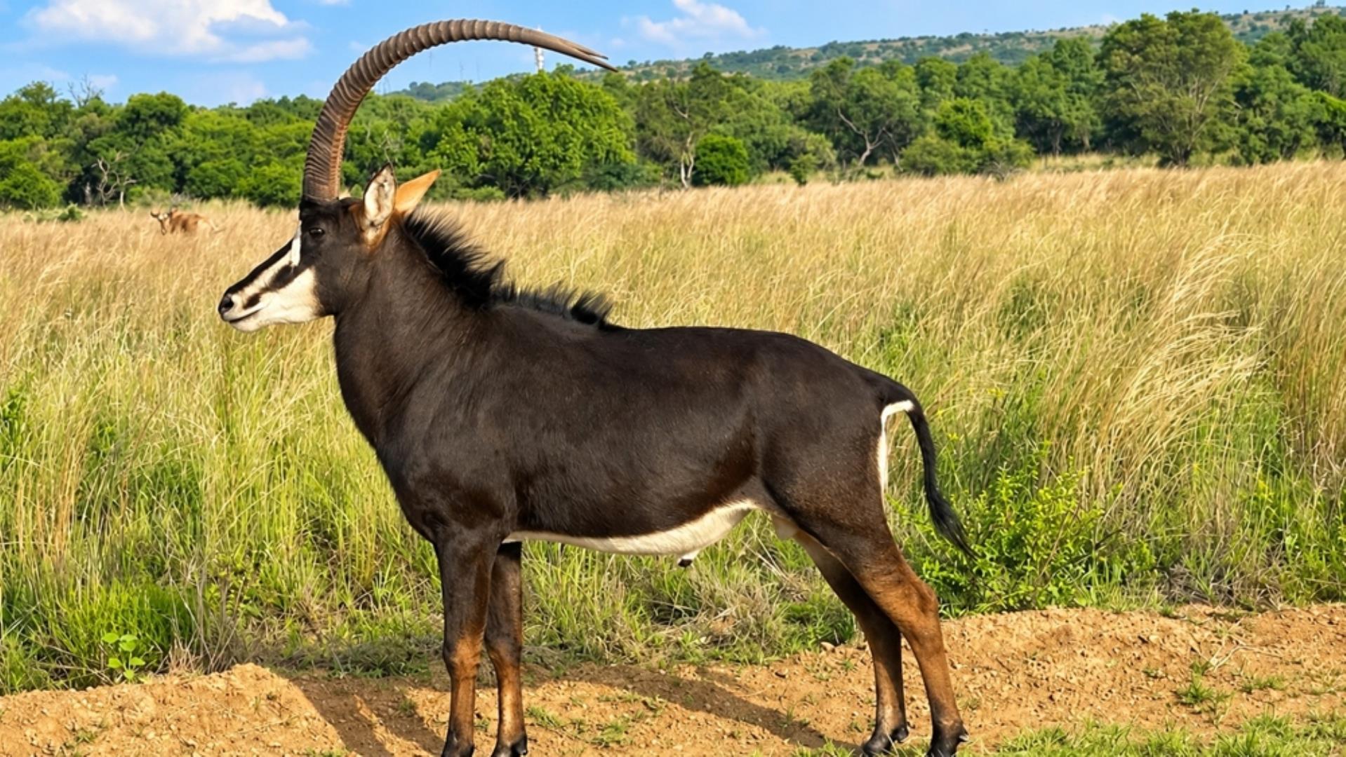 769790_803ha_Dinokeng_Tourism__Game_and_Hunting_Farm_FOR_SALE_(130).jpeg