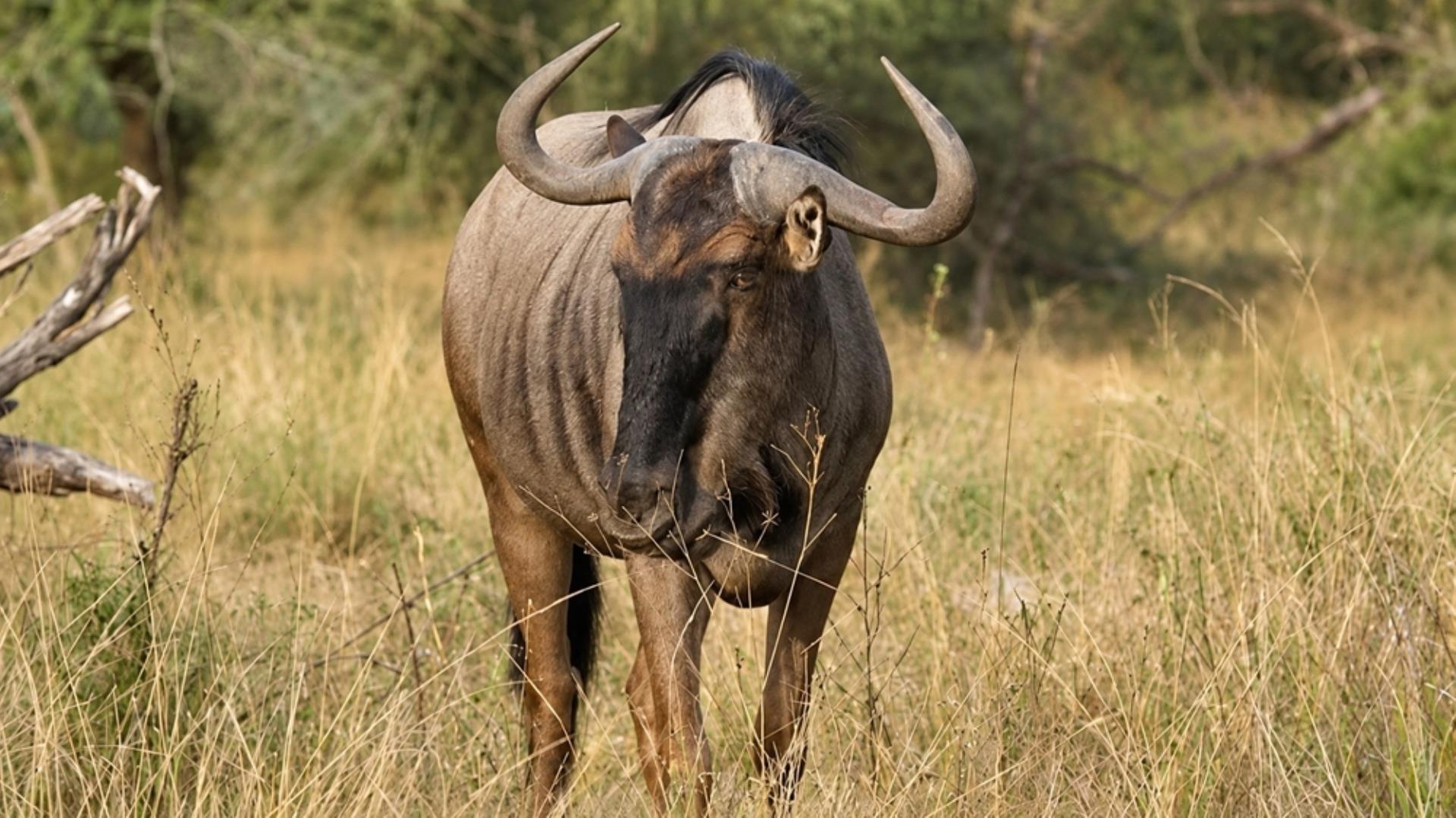 769790_803ha_Dinokeng_Tourism__Game_and_Hunting_Farm_FOR_SALE_(140).jpeg